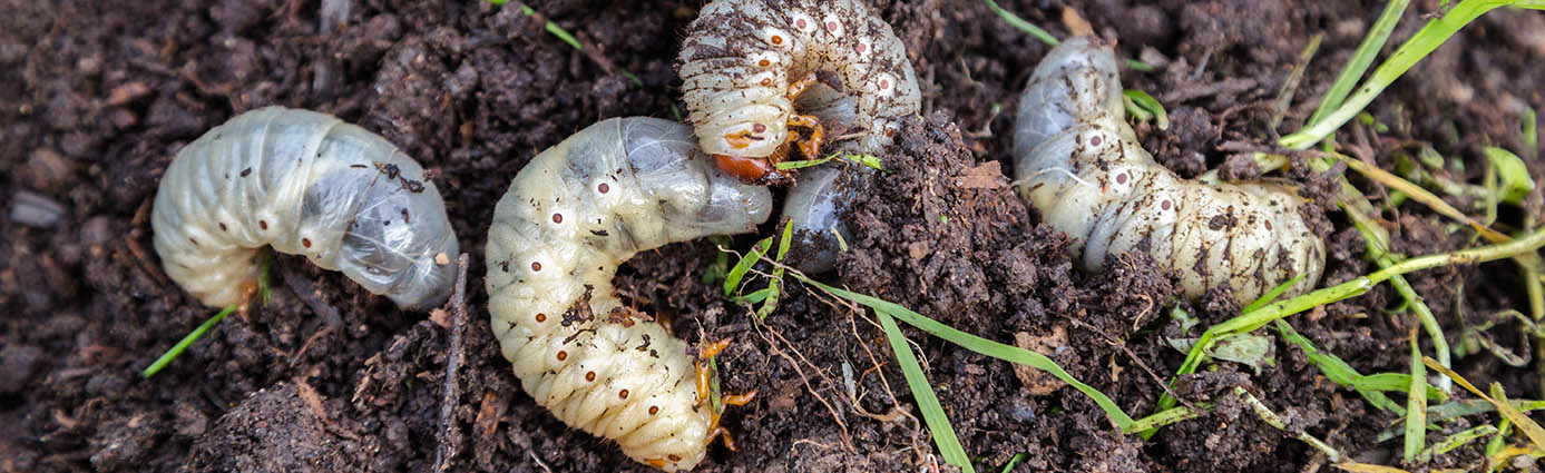 Grubs on the lawn