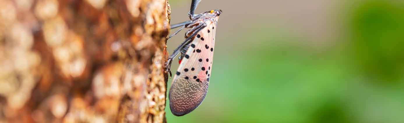 spotted lanternfly