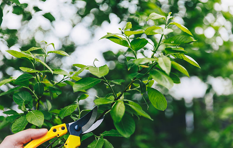 Homeowner pruning a tree