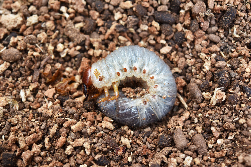 image of white grub