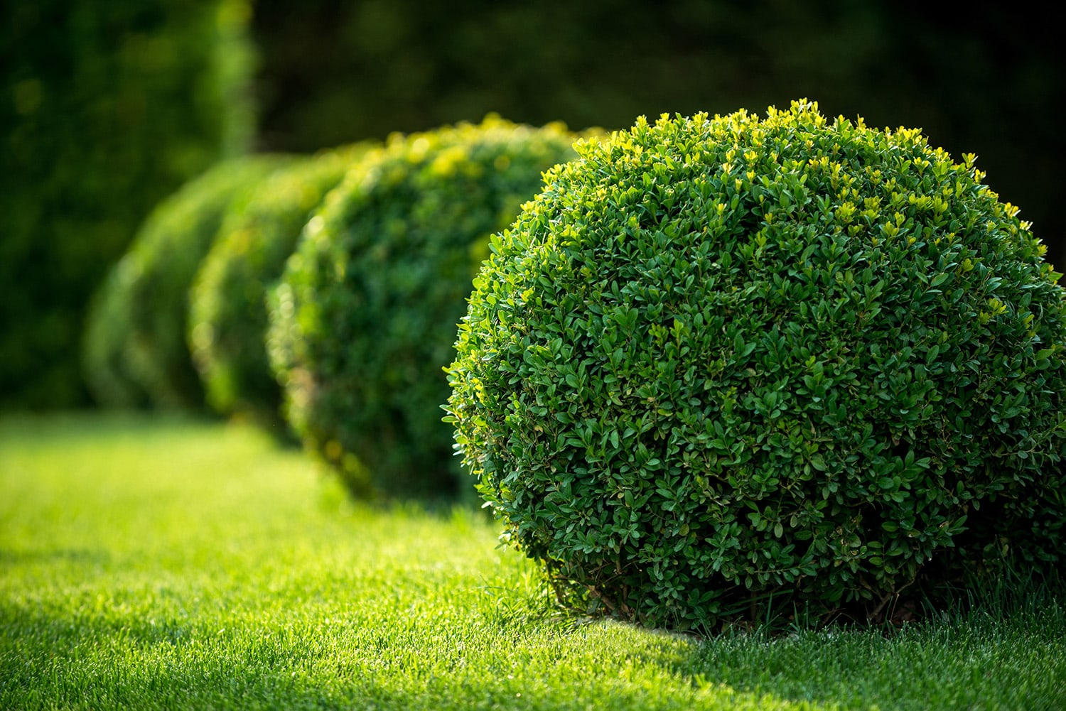 Beautifully-trimmed evergreen bushes